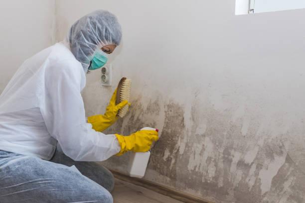 Best Crawl Space Mold Removal  in Micco, FL