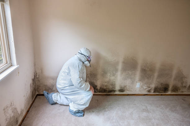 Best Commercial Mold Removal  in Micco, FL